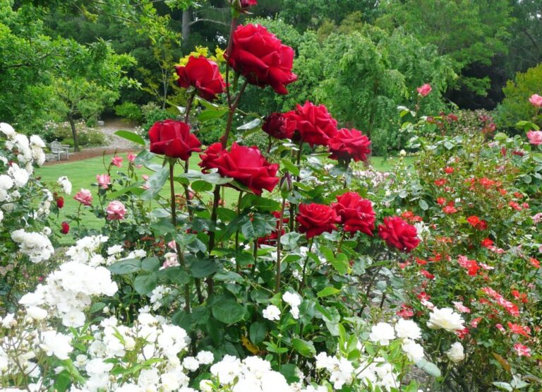 Growing roses with our planet in mind – The Mercury News