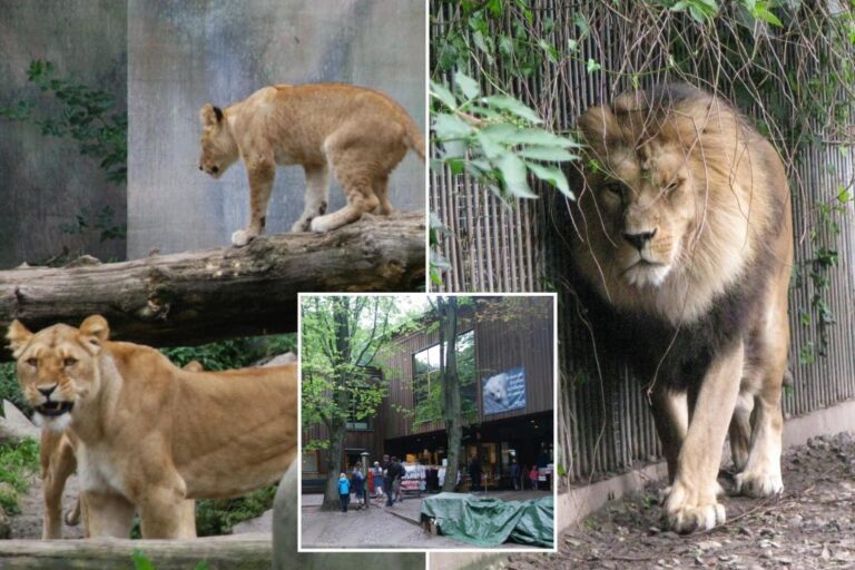 Denmark zoo asks people to donate their small pets as food for captive predators