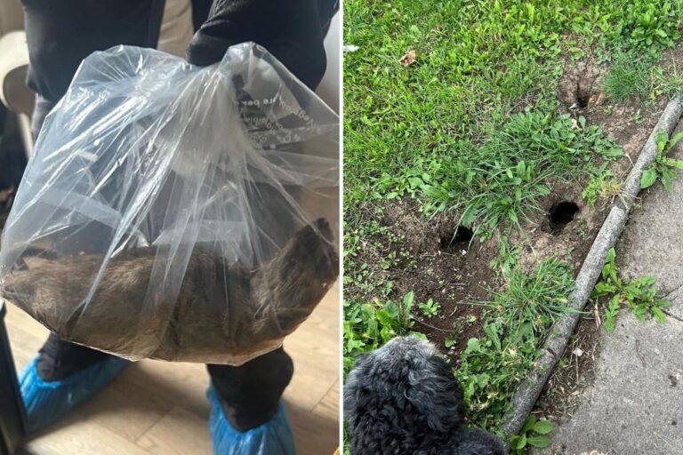 Nearly 2-foot-long rat ‘almost the size of a small cat’ discovered inside family home: ‘Growing problem’